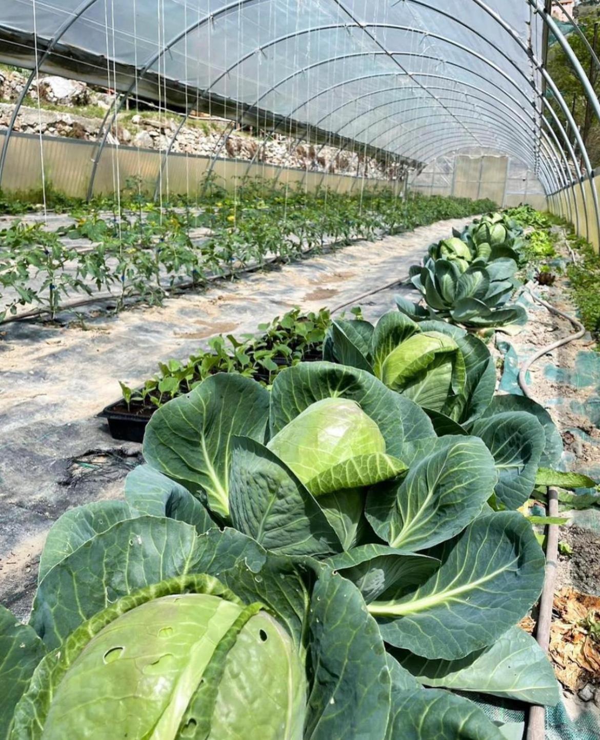 Agricamping Le Terrazze Hotel Orco Feglino Exterior foto